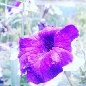 Meet your Posher, Savannah